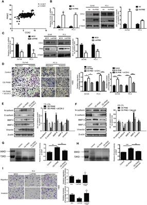 Corrigendum: Pyruvate kinase M2 promotes prostate cancer metastasis through regulating ERK1/2-COX-2 signaling